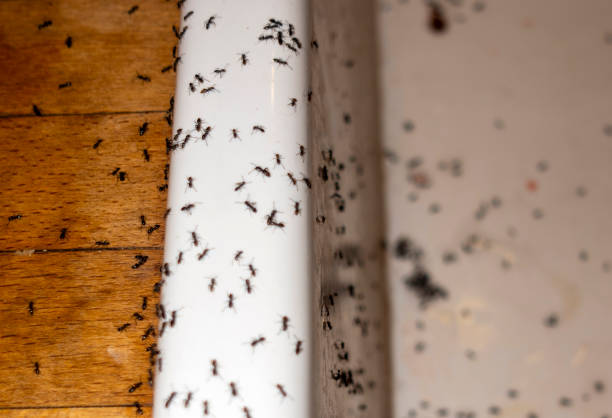 Best Wasp Removal Services  in Oak Harbor, WA