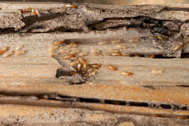 Trusted Oak Harbor, WA Pest Control Experts