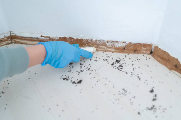 Best Affordable Pest Control Services  in Oak Harbor, WA