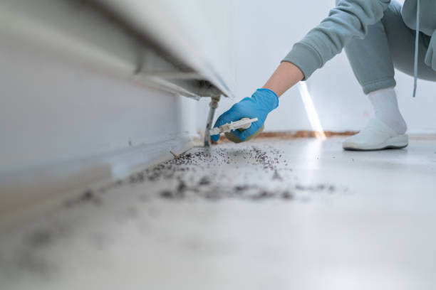 Flea Control Services in Oak Harbor, WA